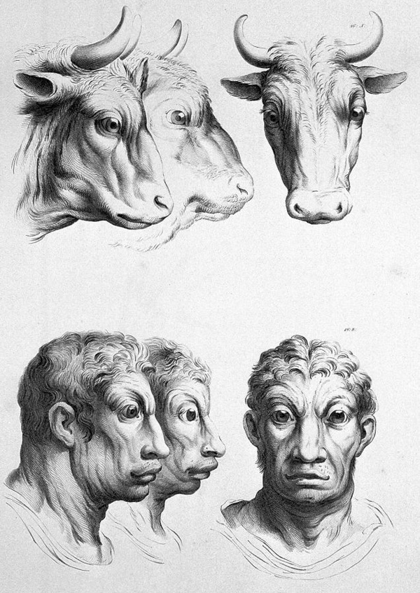 牛进化成人,一副老实人的样子.